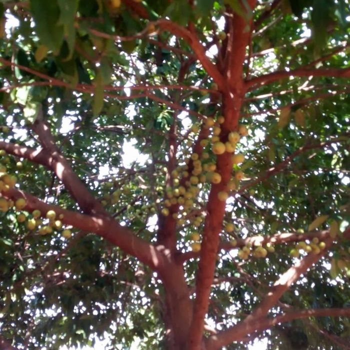 Apple growing in Ghana 