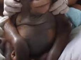 A certain lady we are yet to lay hands on her name has allegedly given birth to a monkey in one of the European countries in the world.